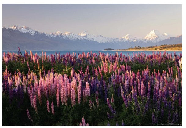 100PC Cube Jigsaw-Lupins
