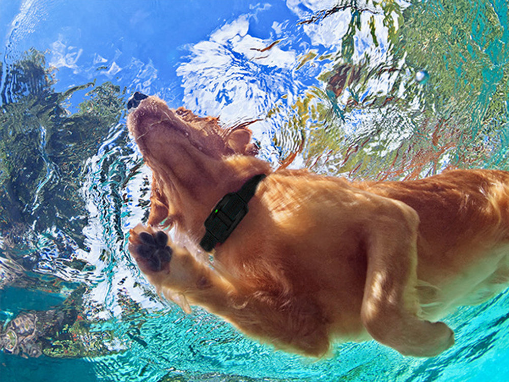 Remote Dog Training Collar-2 dogs