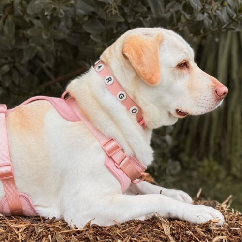 Dog Harness | Blush Pink