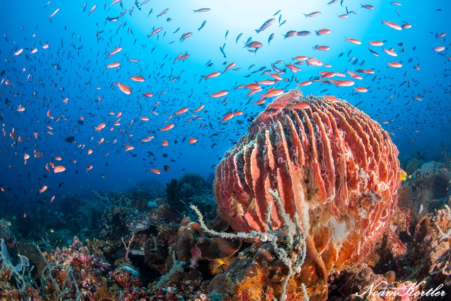 Puerto Galera Dive Trip 2026 β NZDiver Holiday with Verde Island & 26 Dives