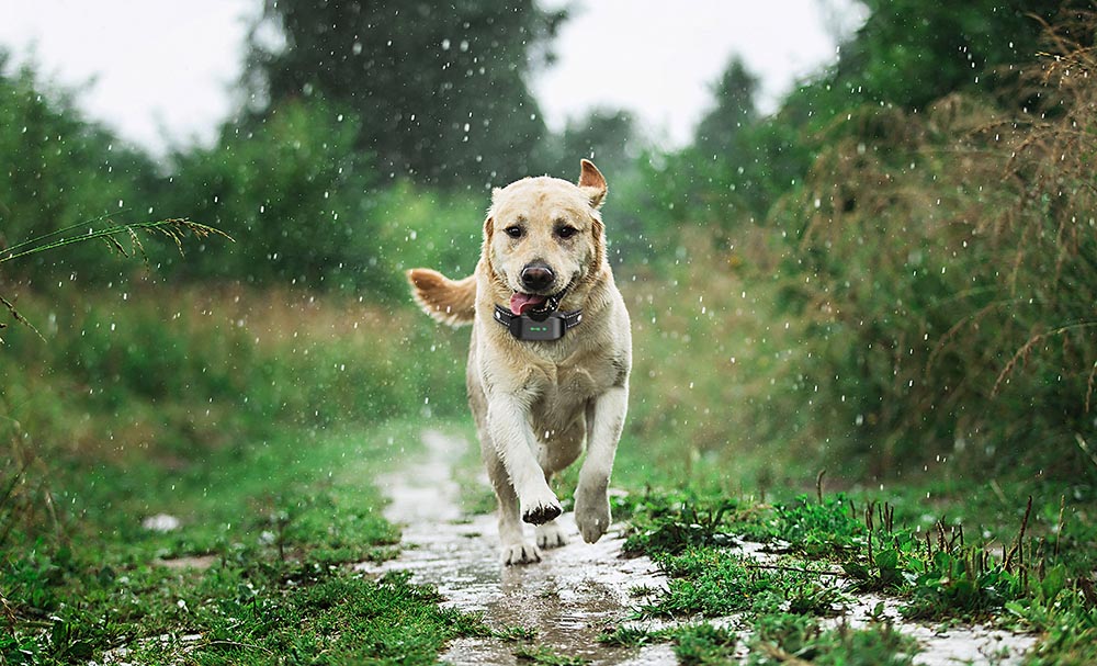 Vibrating Dog Collar No Shock