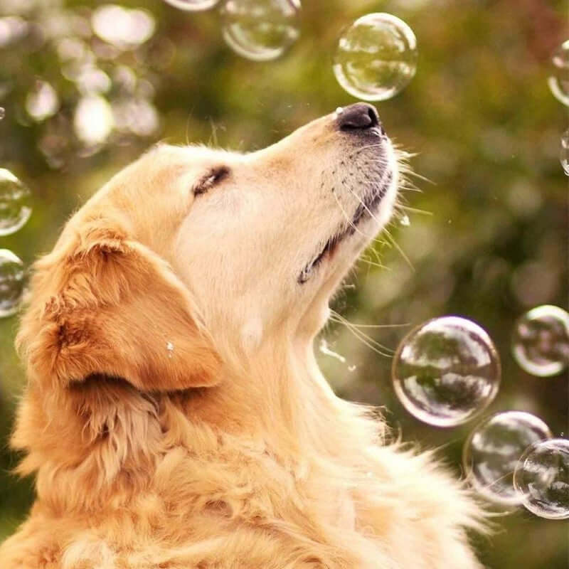 Bubble Machine with Wireless Remote - The Shopsite