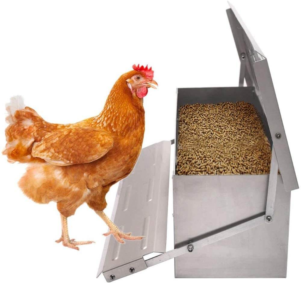 backyard chicken feeder