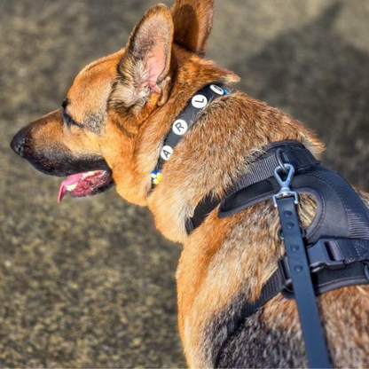 Waterproof Customisable Dog Lead | Black