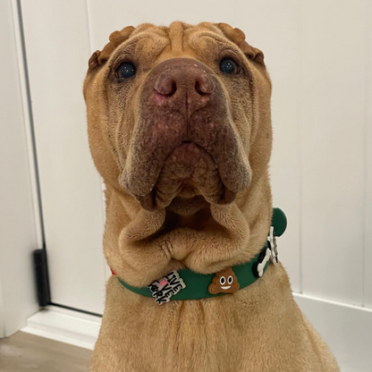 Waterproof Customisable Dog Collar | Green