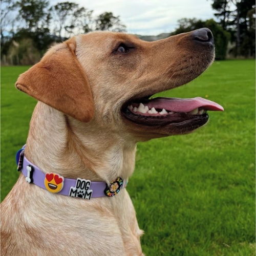 Waterproof Customisable Dog Collar | Lilac