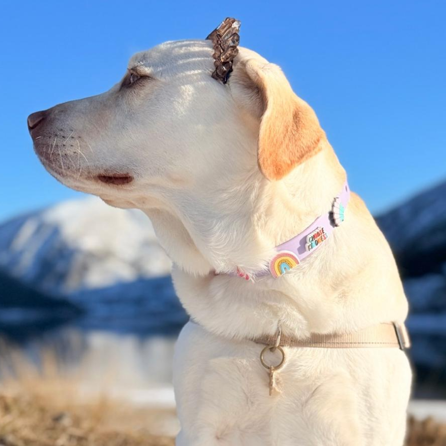 Waterproof Customisable Dog Collar | Lilac