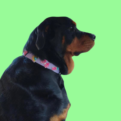 Waterproof Customisable Dog Collar | Lilac