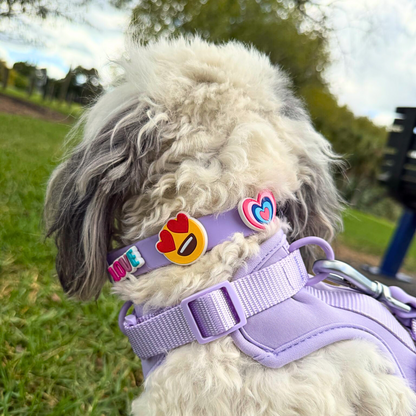 Waterproof Customisable Dog Collar | Lilac