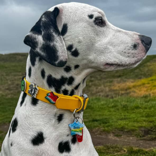 Dog Collar | Yellow