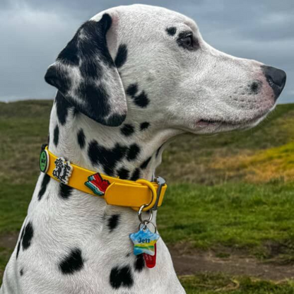 Dog Collar | Yellow