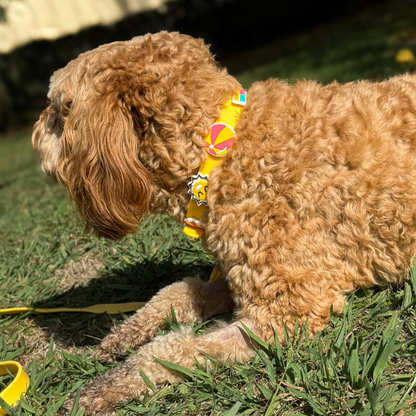 Dog Collar | Yellow