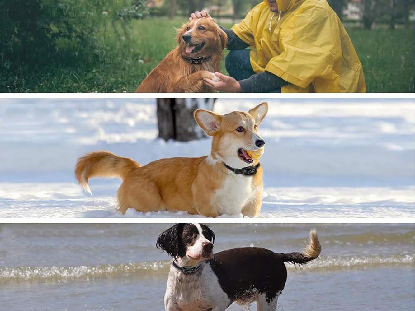 Rechargeable Dog Training Collar