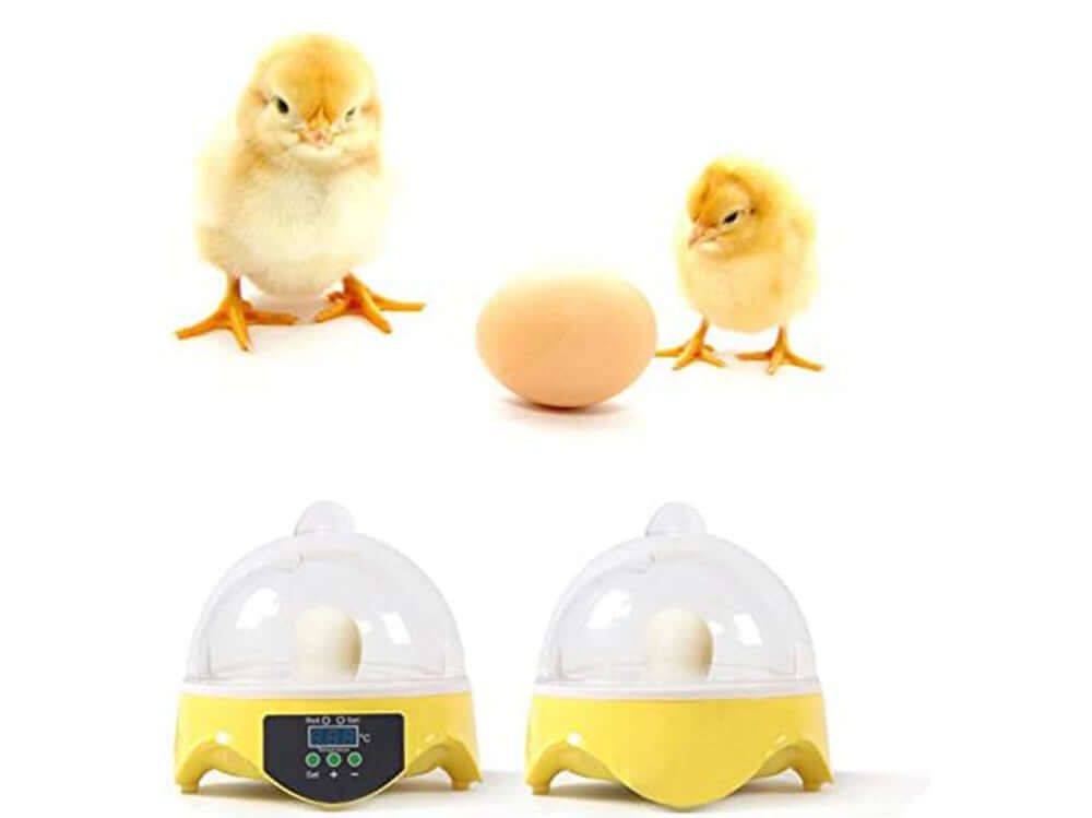 Egg incubator lid closed
