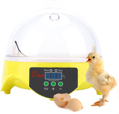 Incubator holding seven eggs