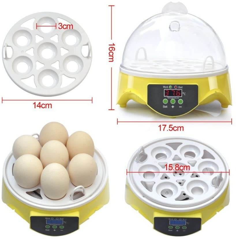 Egg incubator transparent window