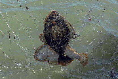 NZ Made Flounder Beach Drag Nets 15m 25m 20m 30m & 40m