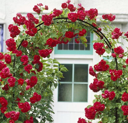 Metal Pergola Arbor, Outdoor Flower Garden Arch Trellis