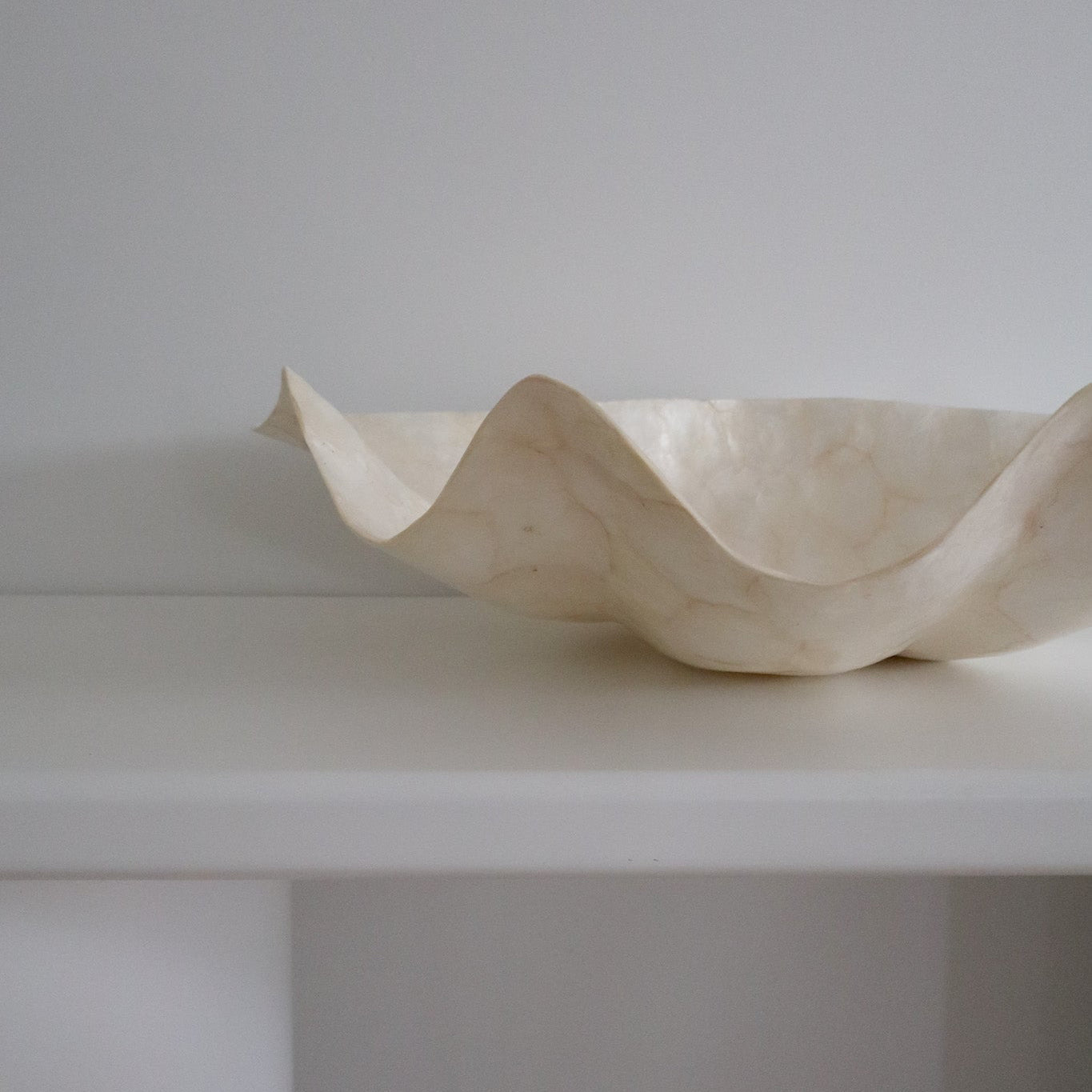 Pearl Clam Shell