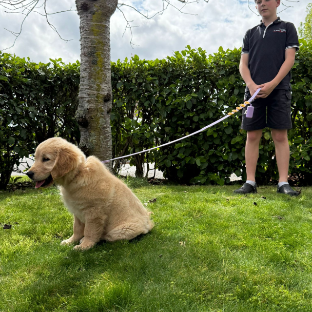 Waterproof Customisable Dog Lead | Lilac