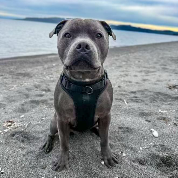 Dog Harness | Black