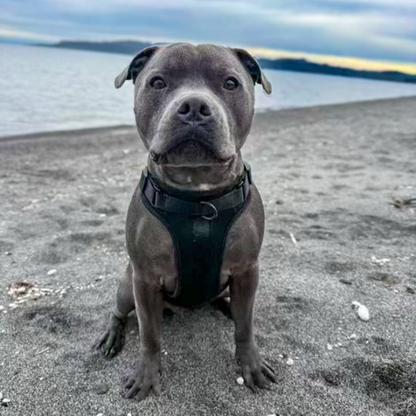 Dog Harness | Black