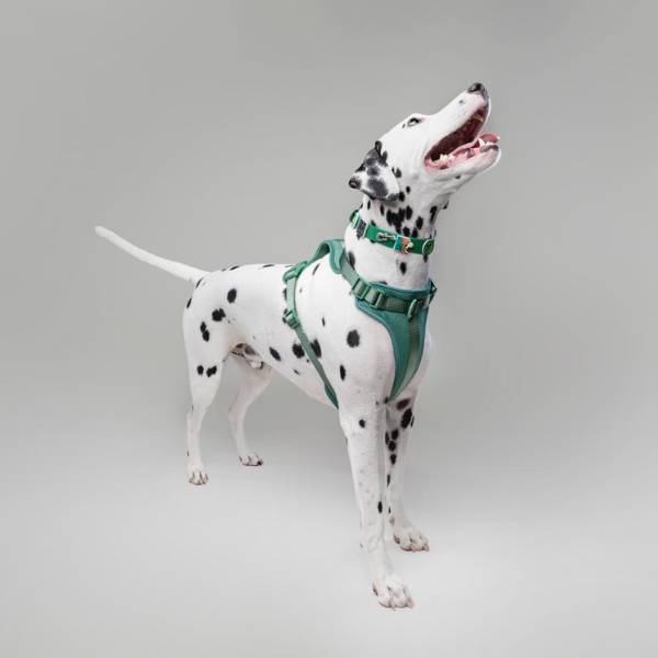 Waterproof Customisable Dog Collar | Green