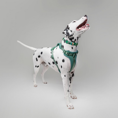 Waterproof Customisable Dog Collar | Green
