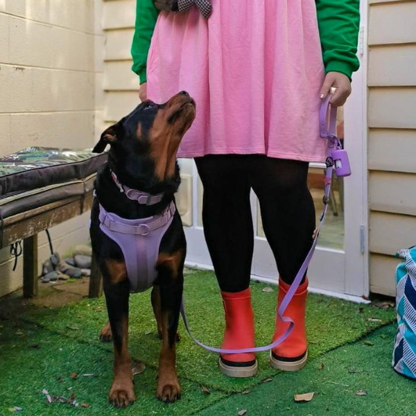 Waterproof Customisable Dog Collar | Lilac