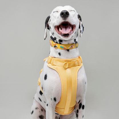 Dog Collar | Yellow