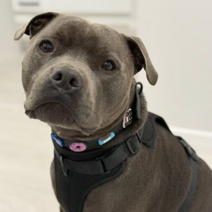Dog Harness | Black