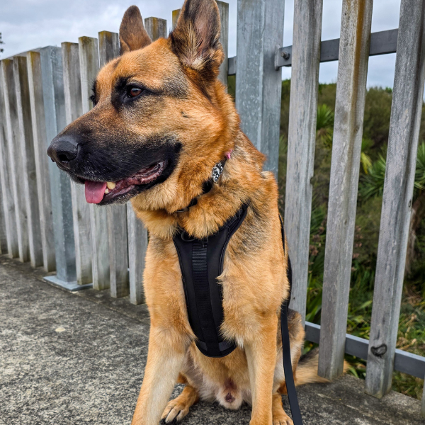 Dog Harness | Black