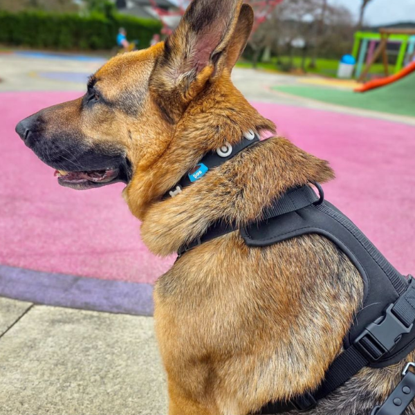 Dog Harness | Black
