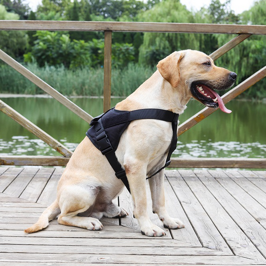 LARGE-BLACK Dog Harness Set Pet Adjustable Chest Strap Walking Collar Vest