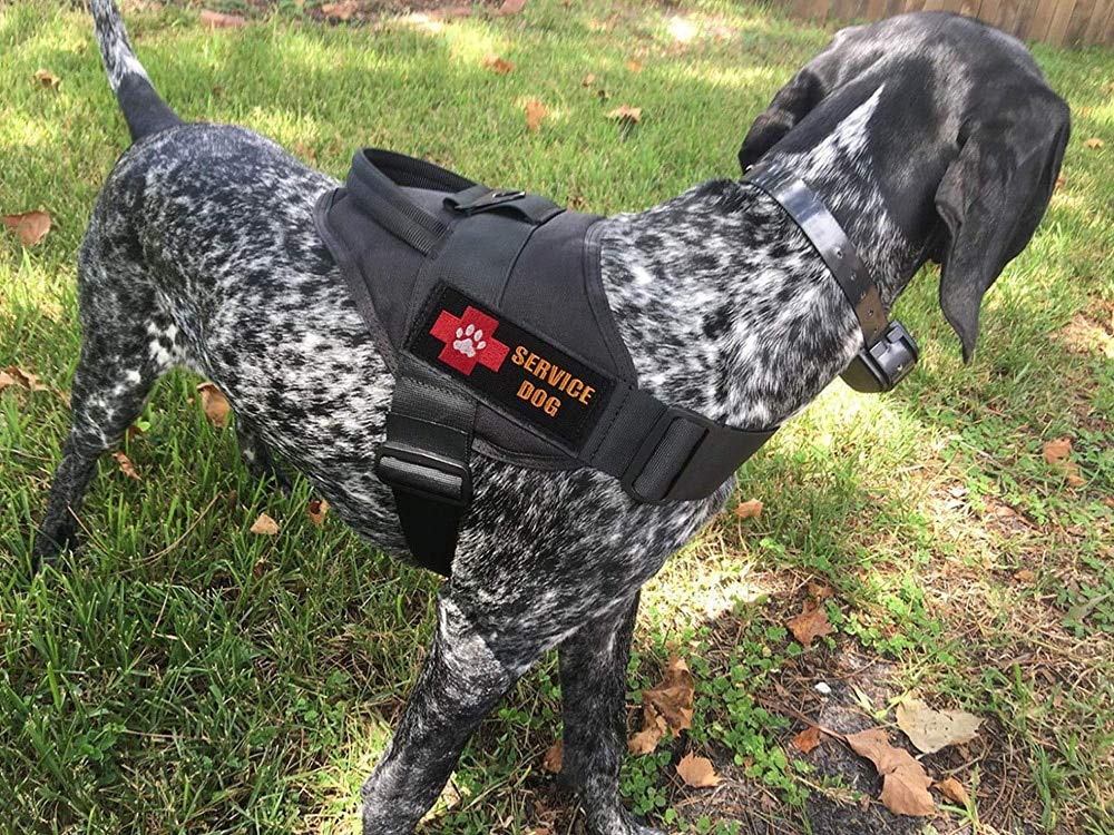Dog Harness L Size