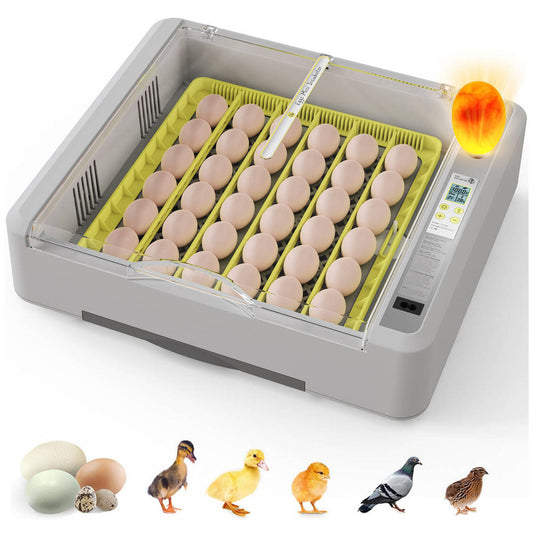 Egg Incubator