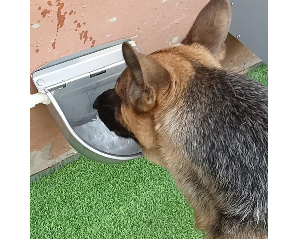 Water bowl for goats