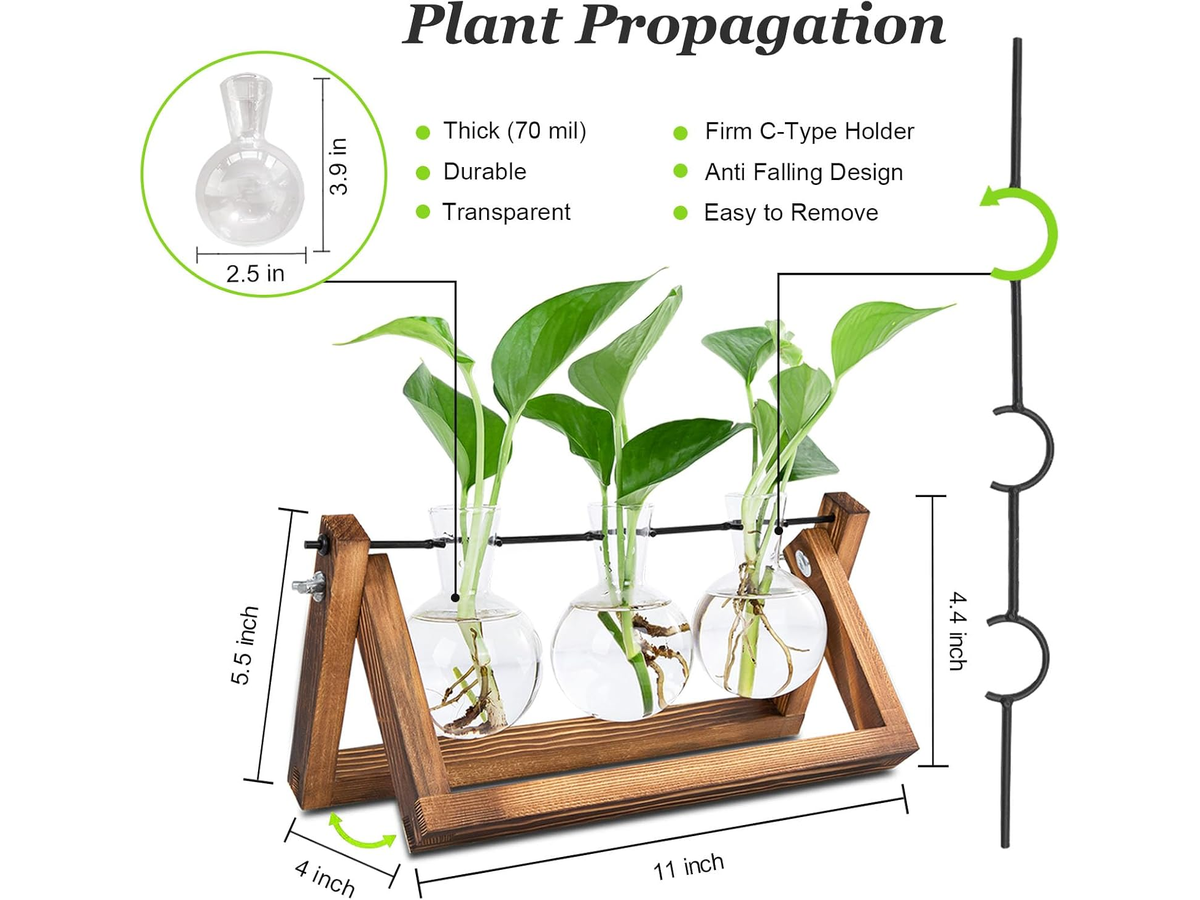 Glass Plant Terrarium