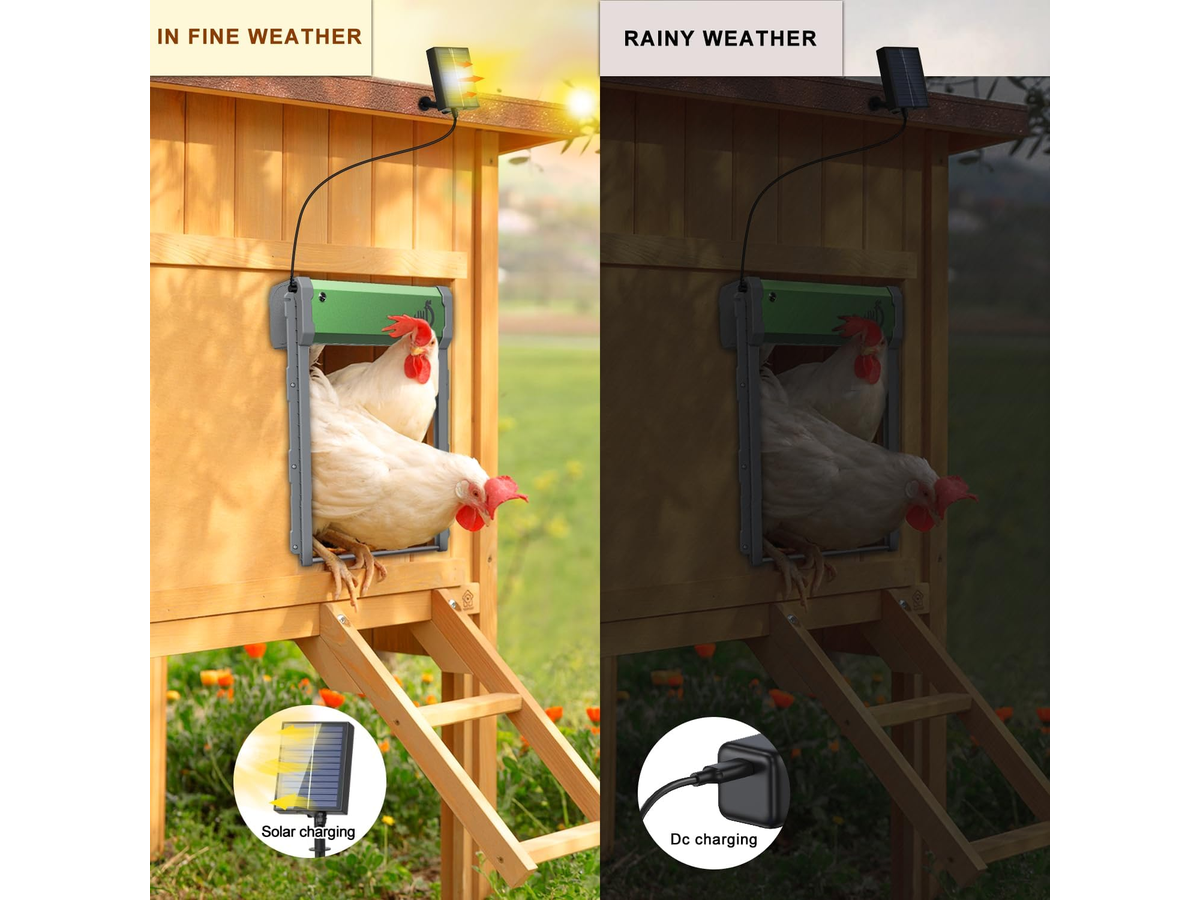 Automatic chicken coop door