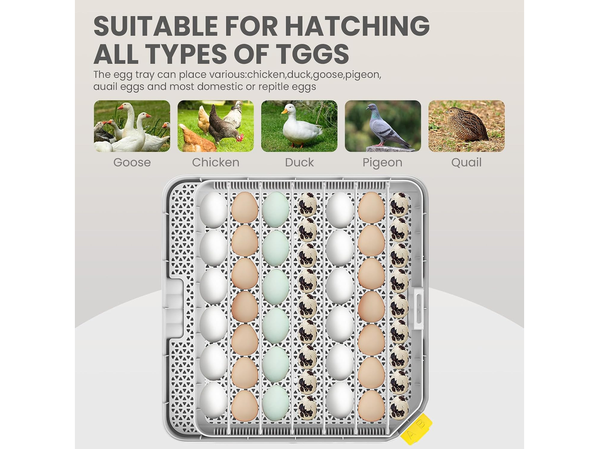 Automatic Egg Incubator
