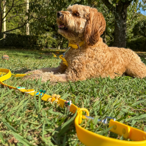 Waterproof Customisable Dog Lead | Yellow