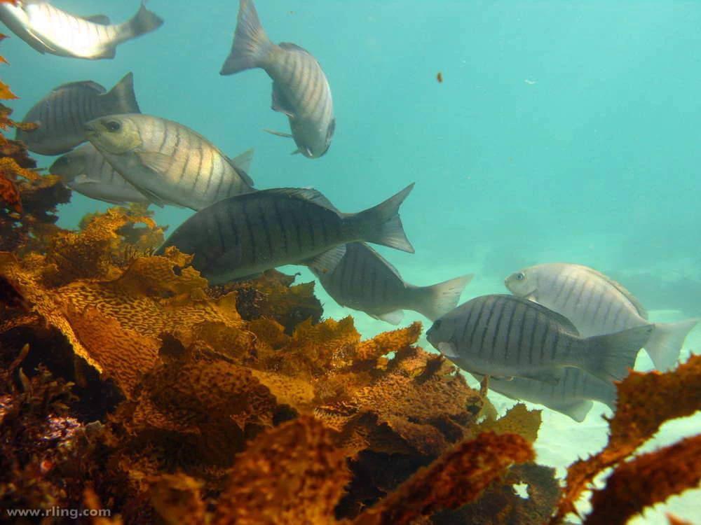 Black Snapper 4-3/4 inch x 20m 30m 40m 60m Long