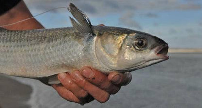Mullet Drag Net 3.5" (90mm)  30MD 20m 30m 40m