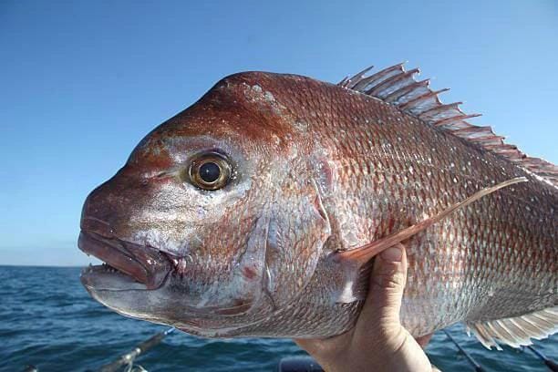 NZ Made Snapper Fishing Net 5-1/2 inch  30m 40m 60m