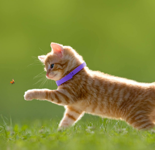 Cat Adjustable Calming Collar, Reduce Anxiety for Pets