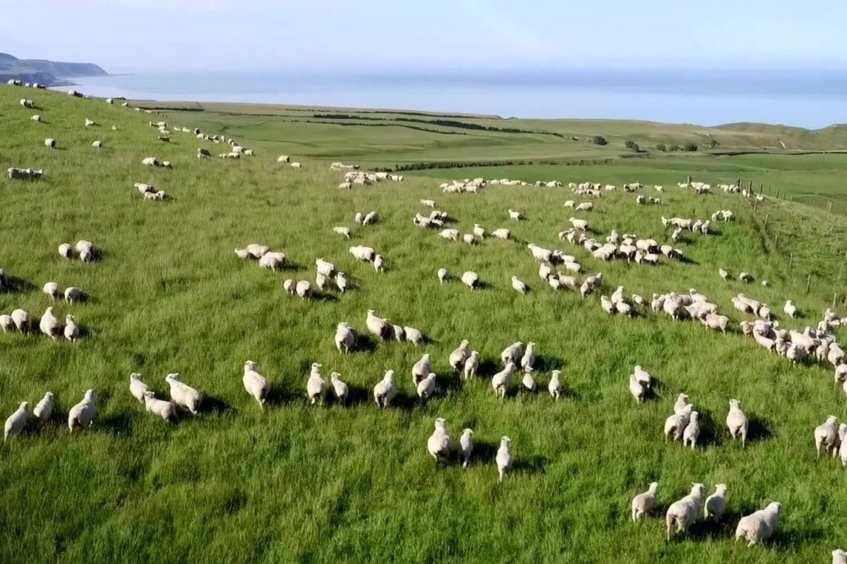 Wisewool™ Duvets