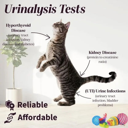 Pet Health Urine Test Strips