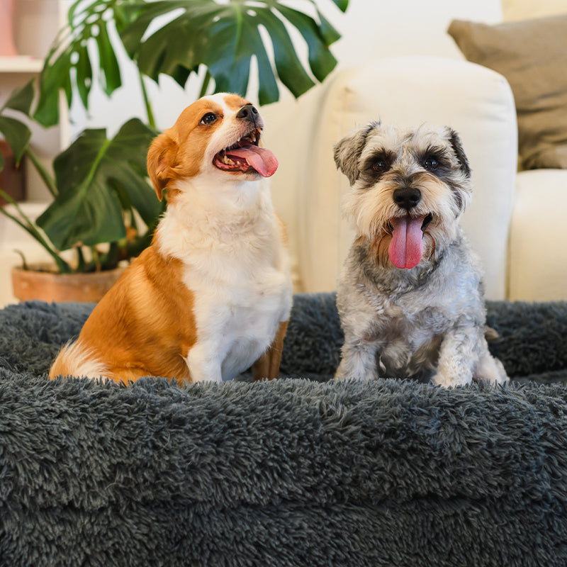 Brooklyn® Memory Foam Bolster Bed