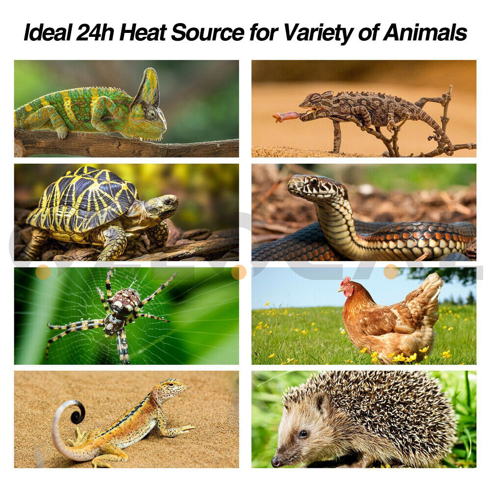 Reptile Light Ceramic Heat Lamp 200W