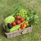 Green Goodness Vegetable Basket